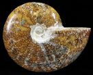 Polished, Agatized Ammonite (Cleoniceras) with Pyrite #60756-1